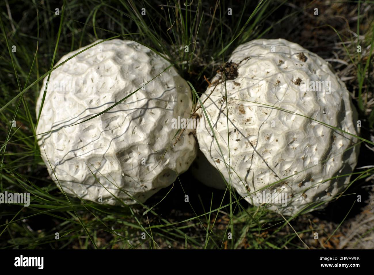 giant white mushroom globe fungus Stock Photo