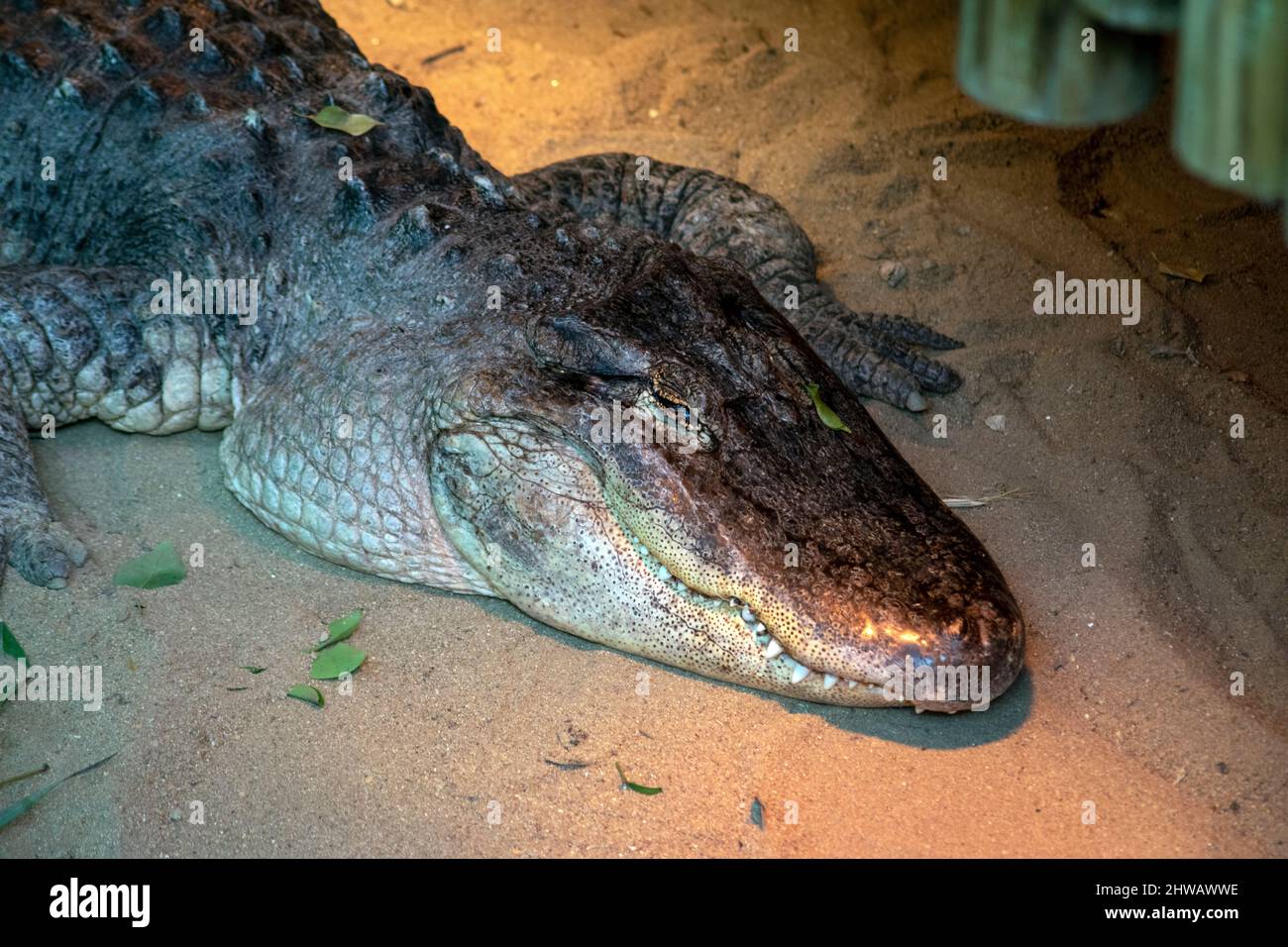 The American alligator (Alligator mississippiensis), sometimes referred to colloquially as a gator or common alligator, is a large crocodilian reptile Stock Photo