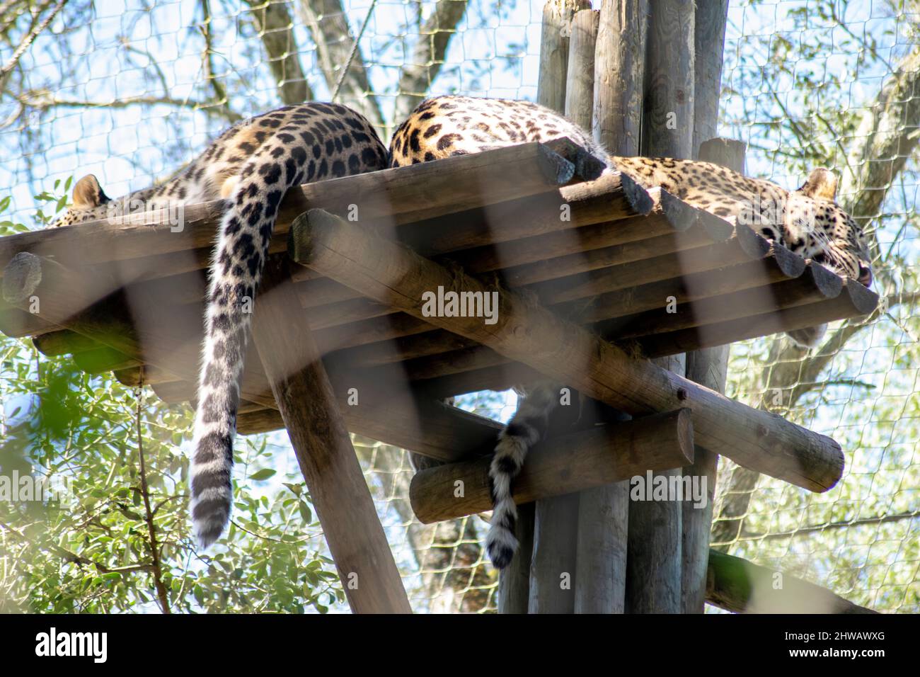 Panthera pardus saxicolor, endangered specie. Two animals resting on a tree platform. Lisbon zoo, Portugal. Persian Leopard zoo programs. Stock Photo