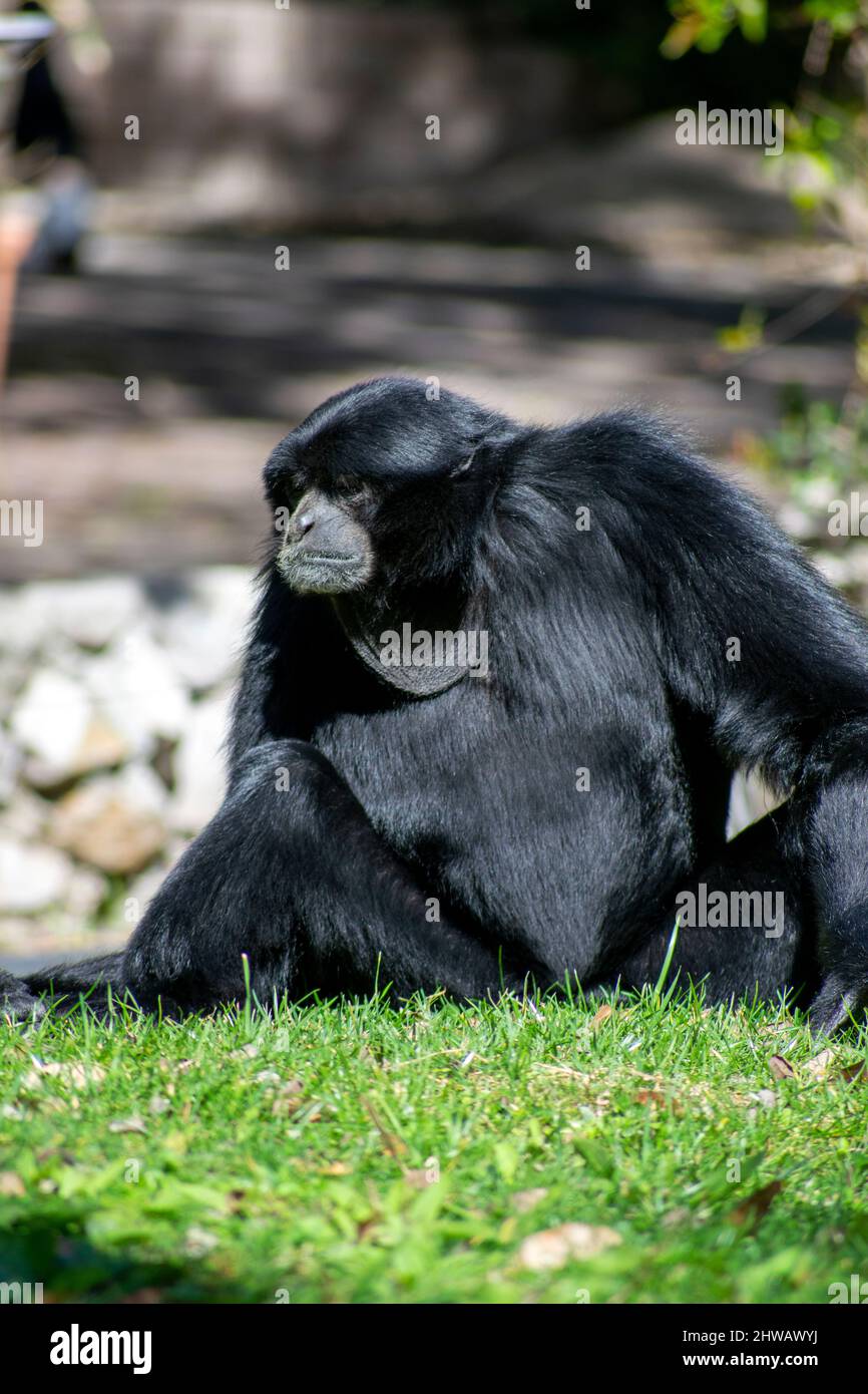 The siamang (Symphalangus syndactylus) is an arboreal, black-furred gibbon native to the forests of Indonesia, Malaysia, and Thailand. Stock Photo