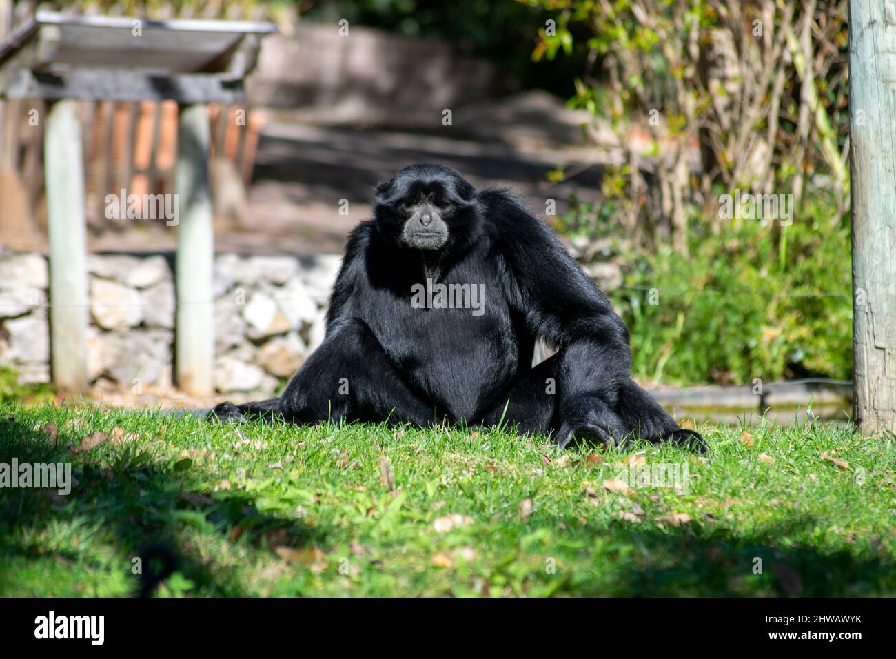 The siamang (Symphalangus syndactylus) is an arboreal, black-furred gibbon native to the forests of Indonesia, Malaysia, and Thailand. Stock Photo