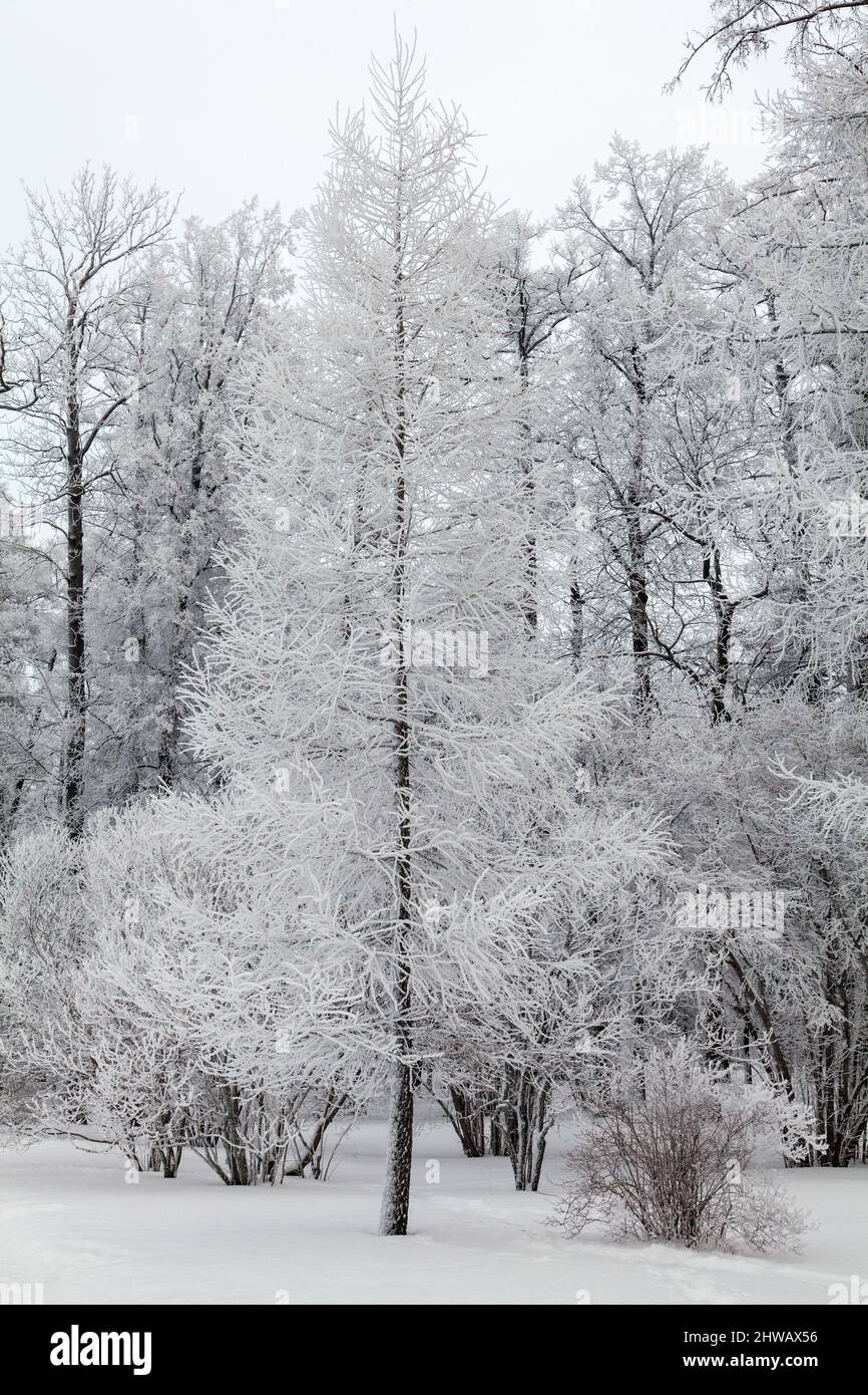 Catherine Park, Tsarskoe Selo, Pushkin, Russia. Stock Photo