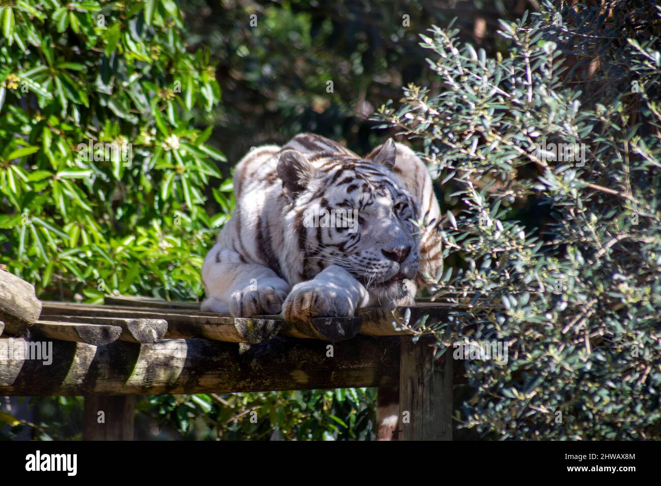 The white tiger or bleached tiger is a leucistic pigmentation variant of the Bengal tiger, Siberian tiger and hybrids between the two. Lisbon zoo. Stock Photo