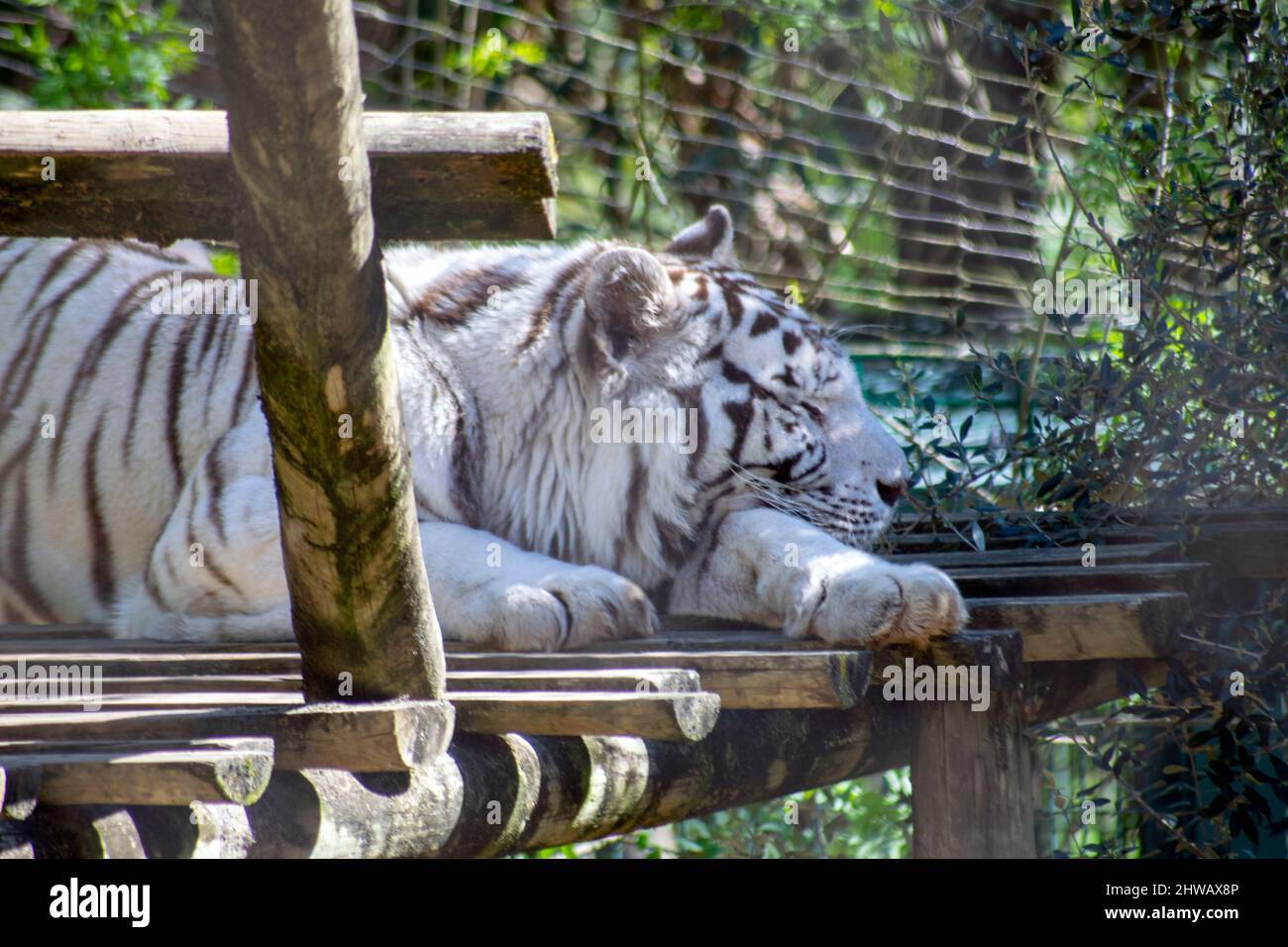 The white tiger or bleached tiger is a leucistic pigmentation variant of the Bengal tiger, Siberian tiger and hybrids between the two. Lisbon zoo. Stock Photo