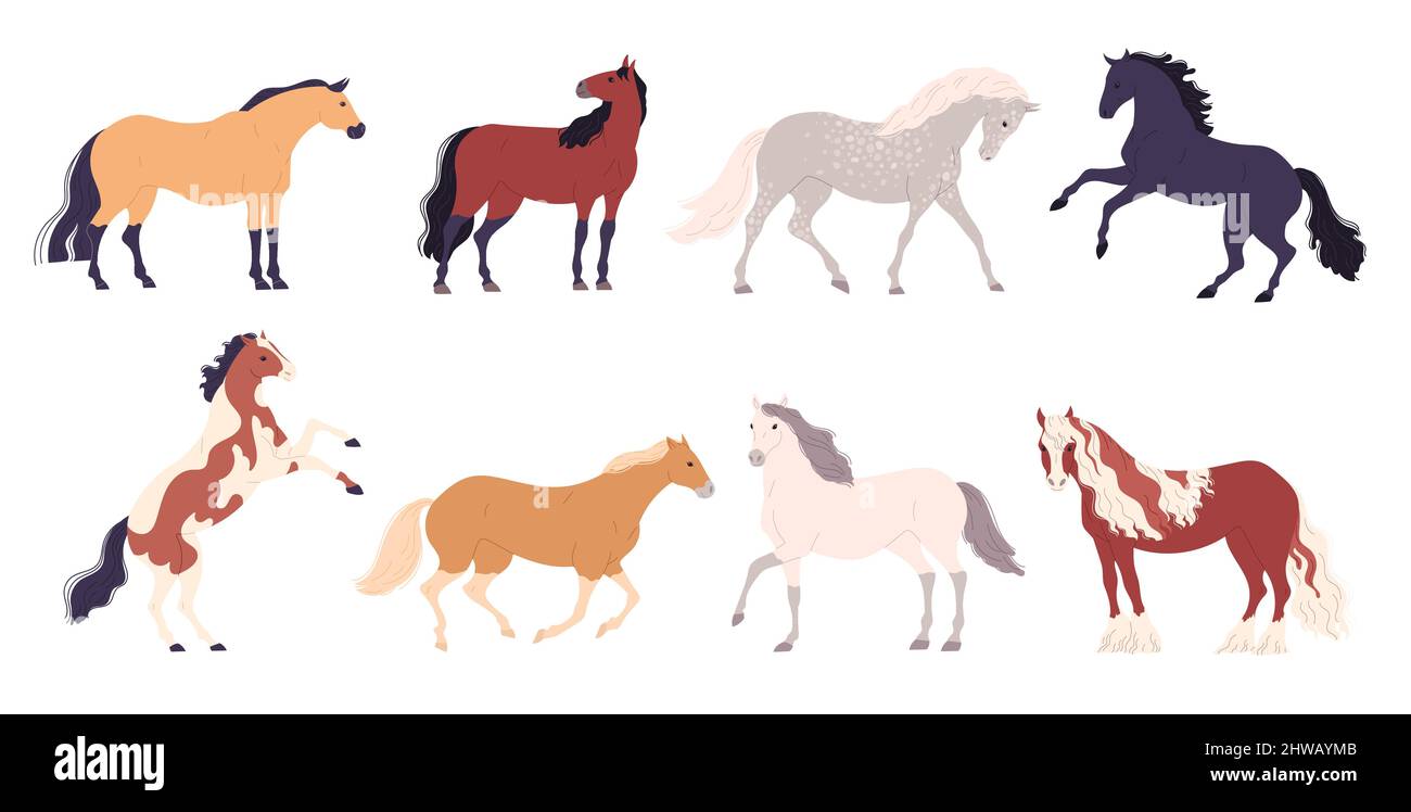 Set of different breeds of horses Vector illustration Stock Vector