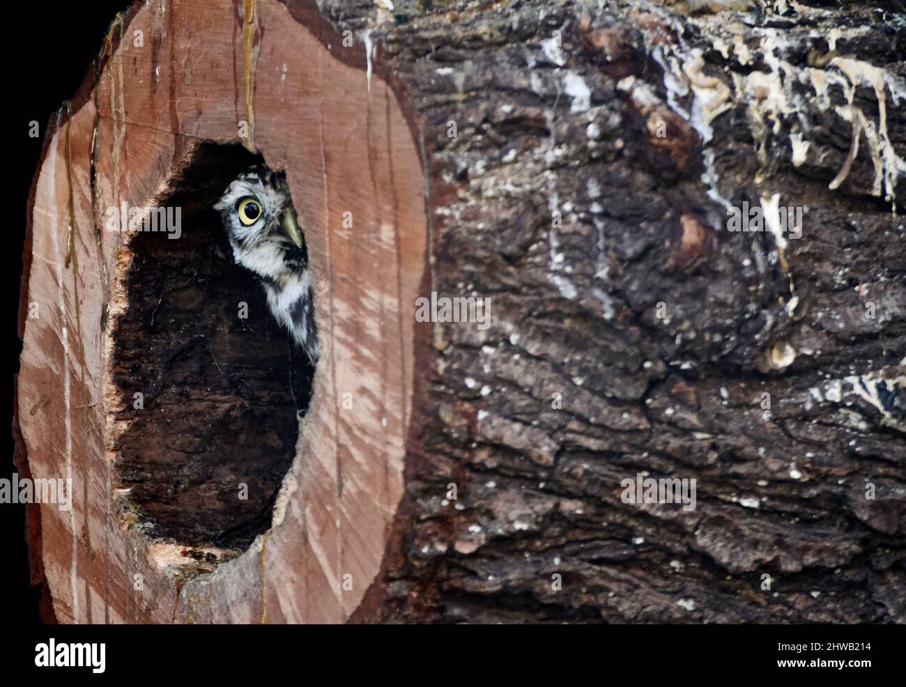 Little owl (Athene noctua) peeking out a hollow tree trunk Stock Photo