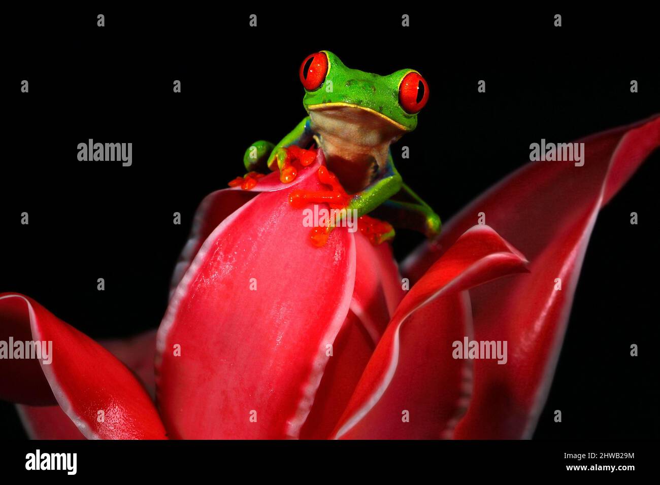 Beautiful amphibian in the night forest, exotic animal from America on red bloom of flower. Red-eyed Tree Frog, Agalychnis callidryas, animal with big Stock Photo