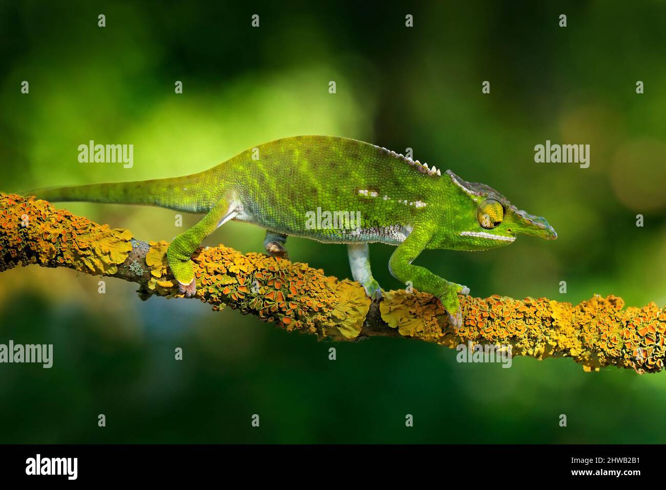 Canopy Wills chameleon, Furcifer willsii, sitting on the branch in forest habitat. Exotic beautiful endemic green reptile with long tail from Madagasc Stock Photo