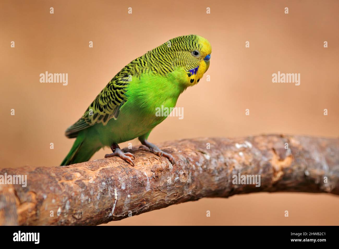 Budgerigar, Melopsittacus undulatus, long-tailed yellow green seed-eating parrot near the tree nest hole. Cute small bird in the habitat. Parrot in th Stock Photo
