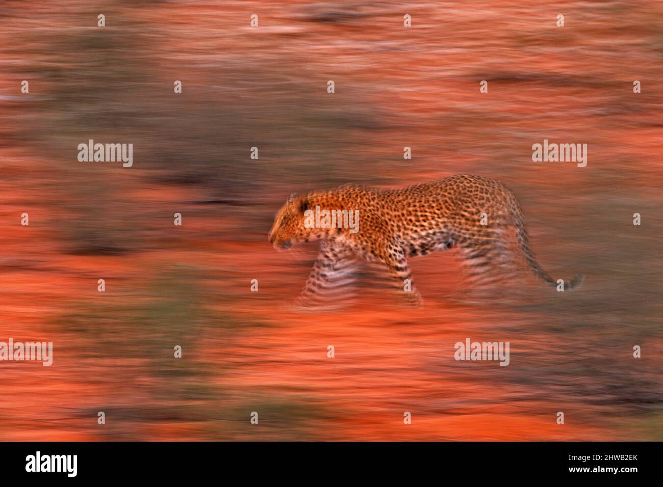 Botswana leopard kill tree wildlife sunset hi-res stock photography and ...