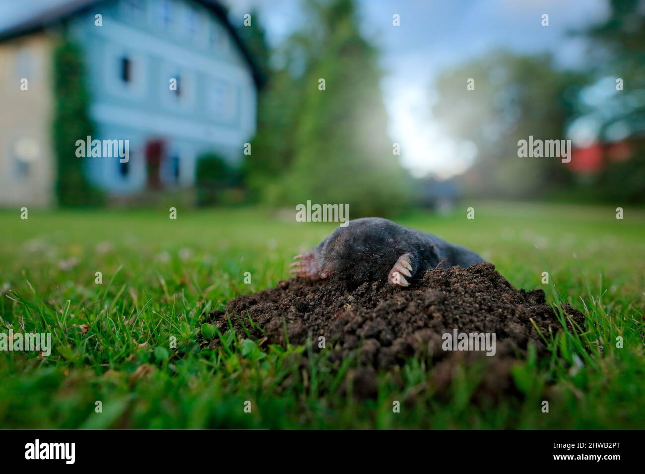 Mole, urban wildlife. Mole in garden with house in background. Mole