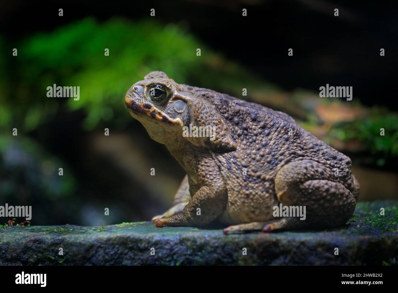 Rhinella marina, Cane toad, big frog from Costa Rica. Face portrait of large amphibian in the nature habitat. Animal in the tropic forest. Wildlife sc Stock Photo