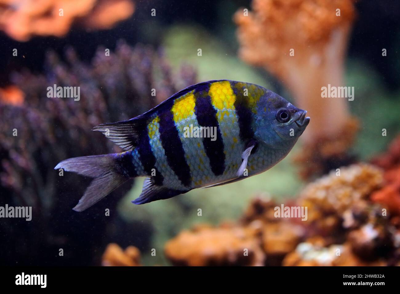 Indo-Pacific sergeant, Abudefduf vaigiensis, ocean fish in the coral reef. Sergeant major fish in the nature habitat, sea wildlife. Sergeant in the oc Stock Photo