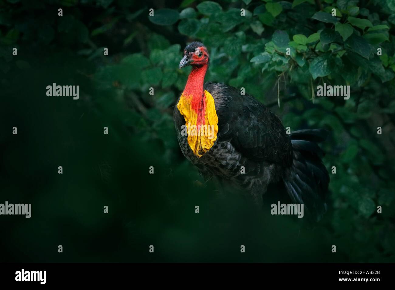 Australian brush turkey or Australian gweela, Alectura lathami, in the