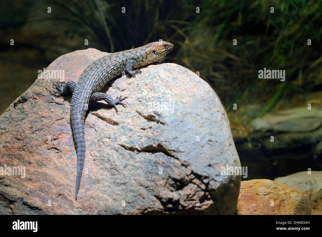 Cunningham's spiny-tailed skink, Egernia cunninghami, large lizard sitting on the stone in the nature habitat. Big reptile from Australia. Skink in th Stock Photo