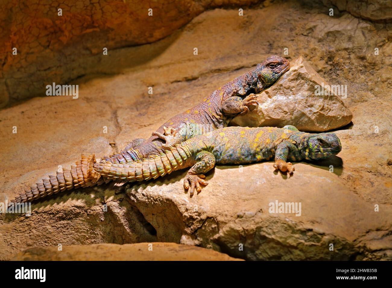 Uromastyx ornata, ornate mastigure sitting on the stone in the nature habit. Reptile in the rock