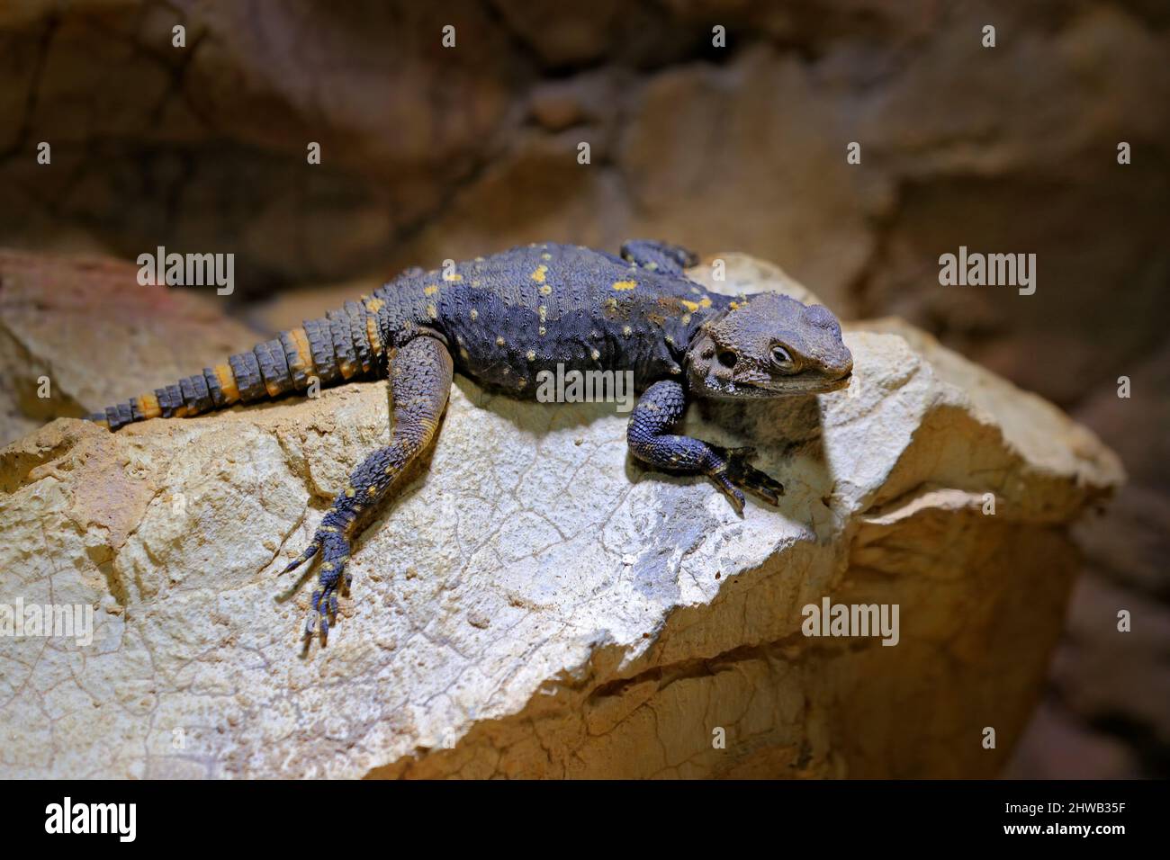 Stellagama stellio picea, Orange spotted agama, lizard on the stone in the nature habitat. Reptile in the rock mountain habitat, from Israel and Greec Stock Photo