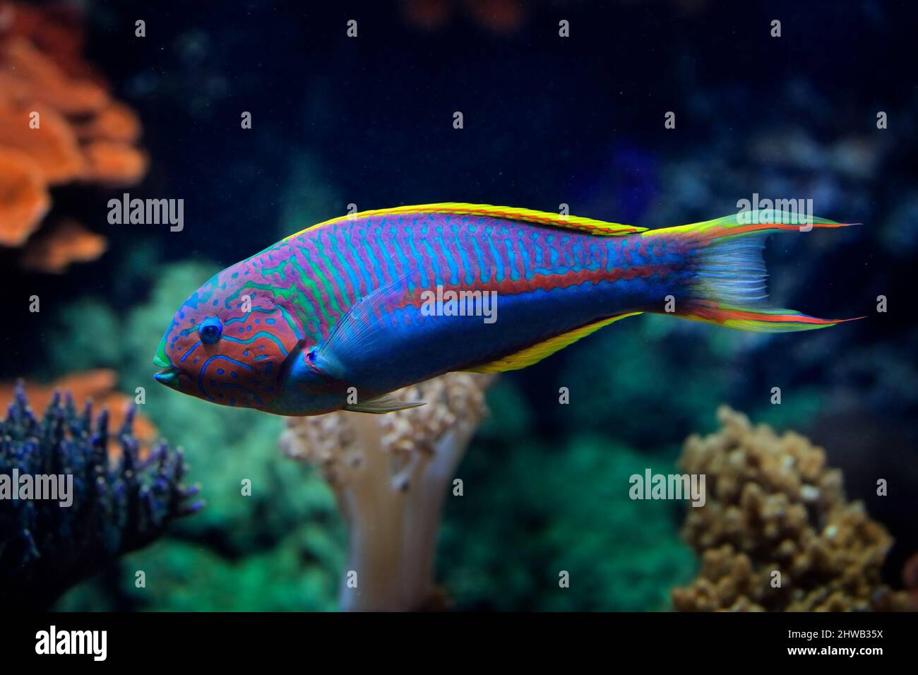 Klunzinger's wrasse, Thalassoma rueppellii, also known as Rüppell's wrasse,species of ray-finned fish. Blue fish in the ocean water. Beautiful sea ani Stock Photo