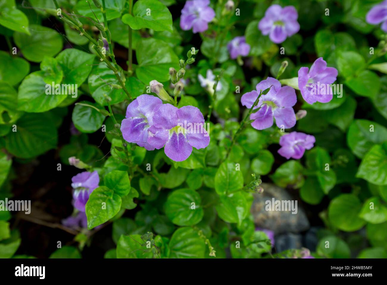 Bengal clock vine plant with purple flowers on green background. Stock Photo