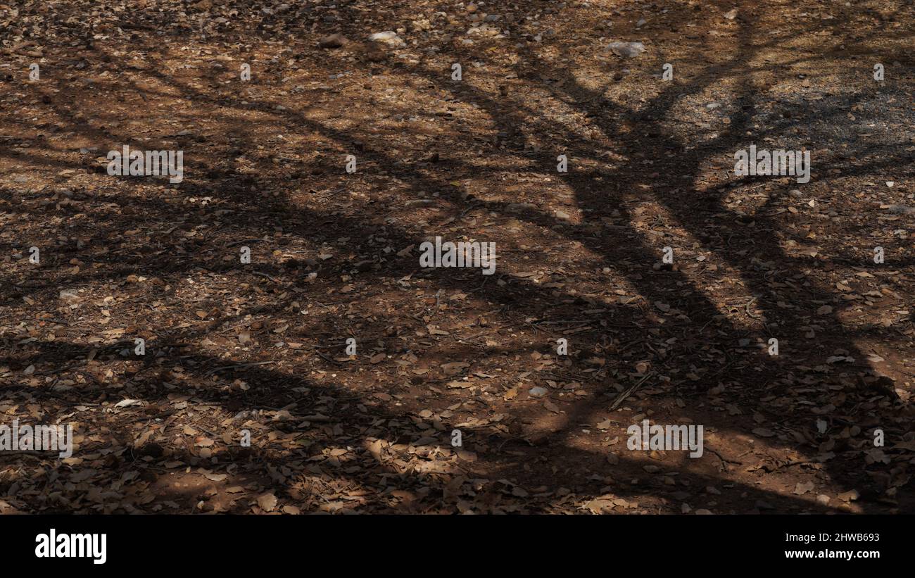 Black shadow of a tree shown on the ground Stock Photo