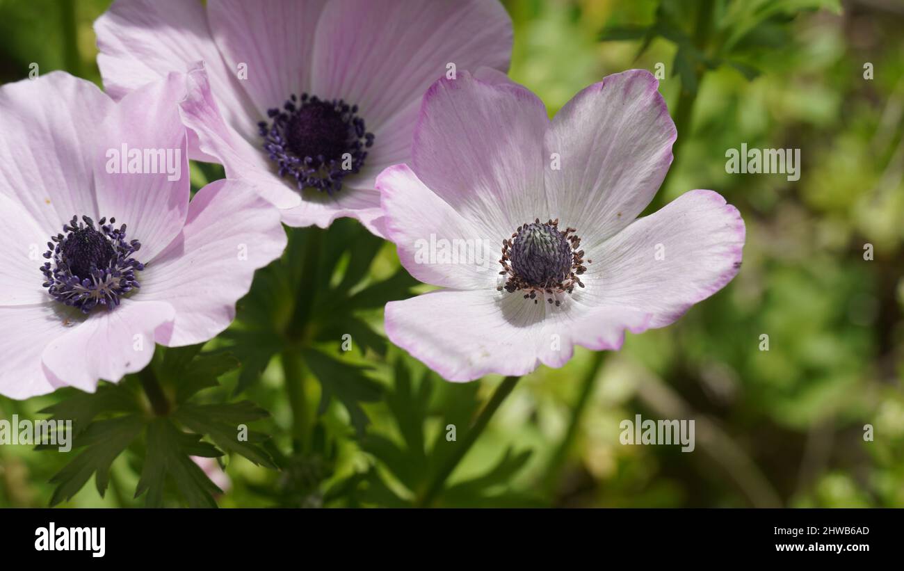 White anemone poppy anemone coronaria hi-res stock photography and images -  Page 4 - Alamy