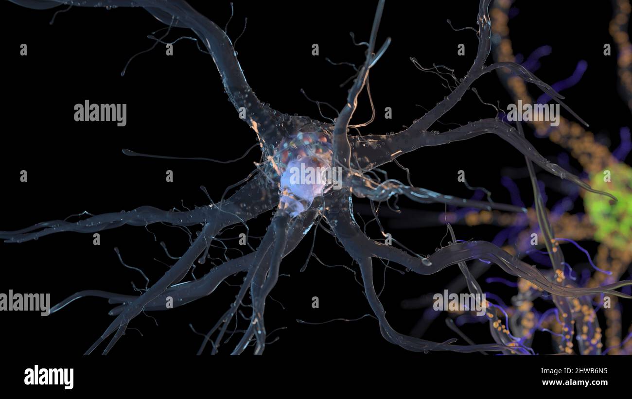 Human nerve cell, illustration Stock Photo - Alamy