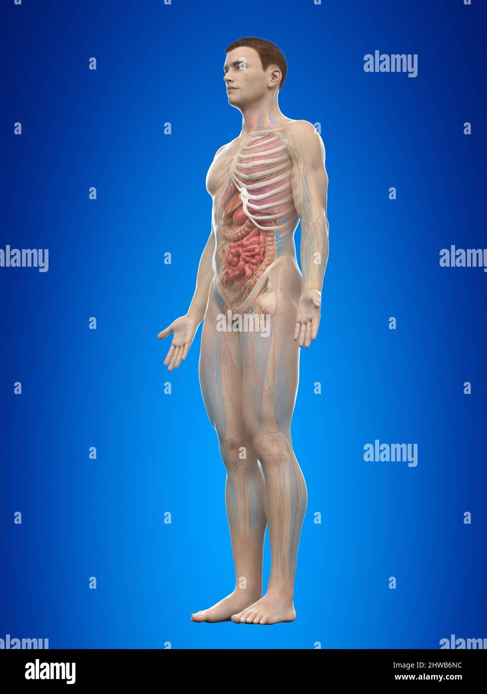 Human anatomy, illustration Stock Photo Biology Diagrams