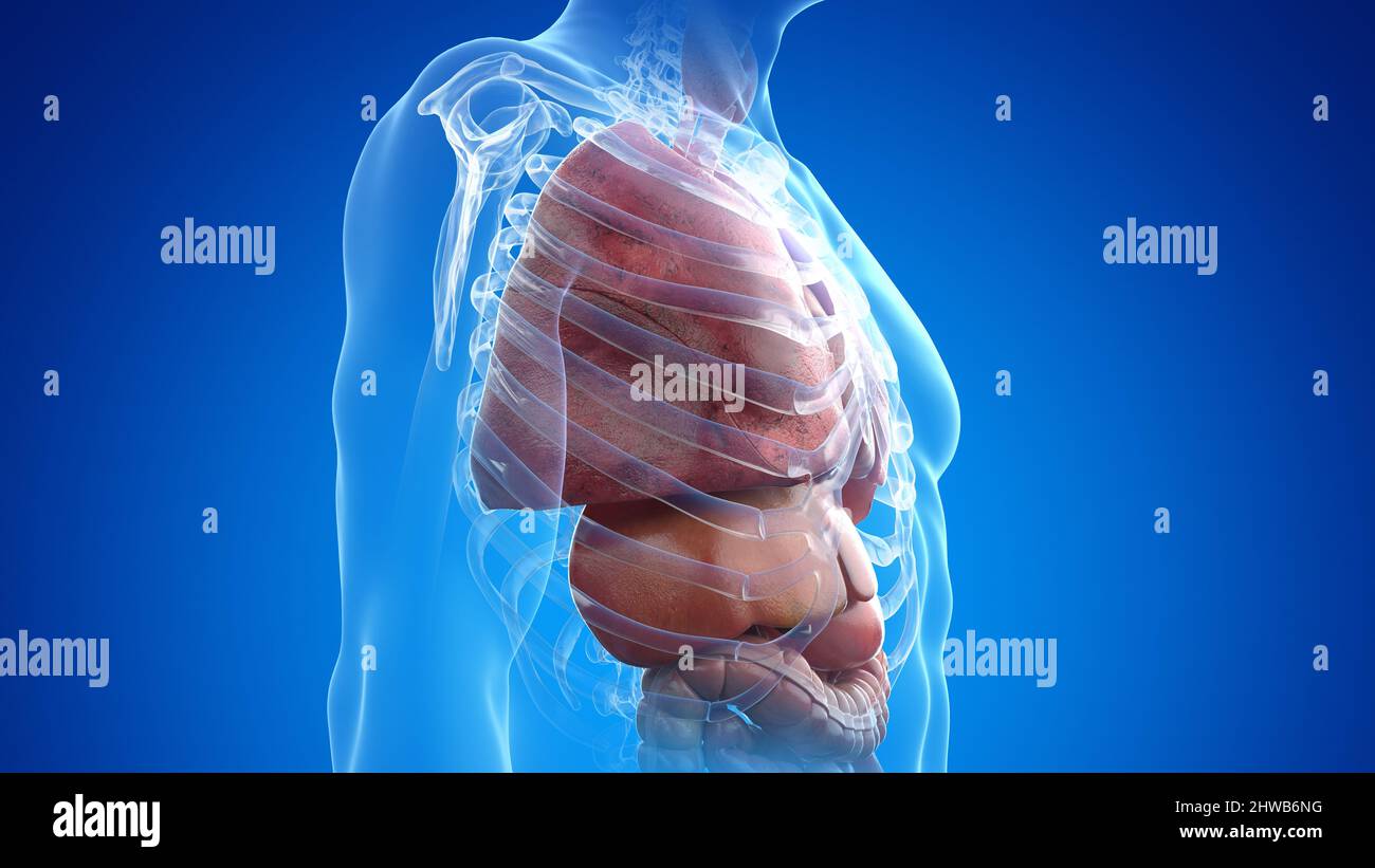 Thorax anatomy, illustration Stock Photo Biology Diagrams