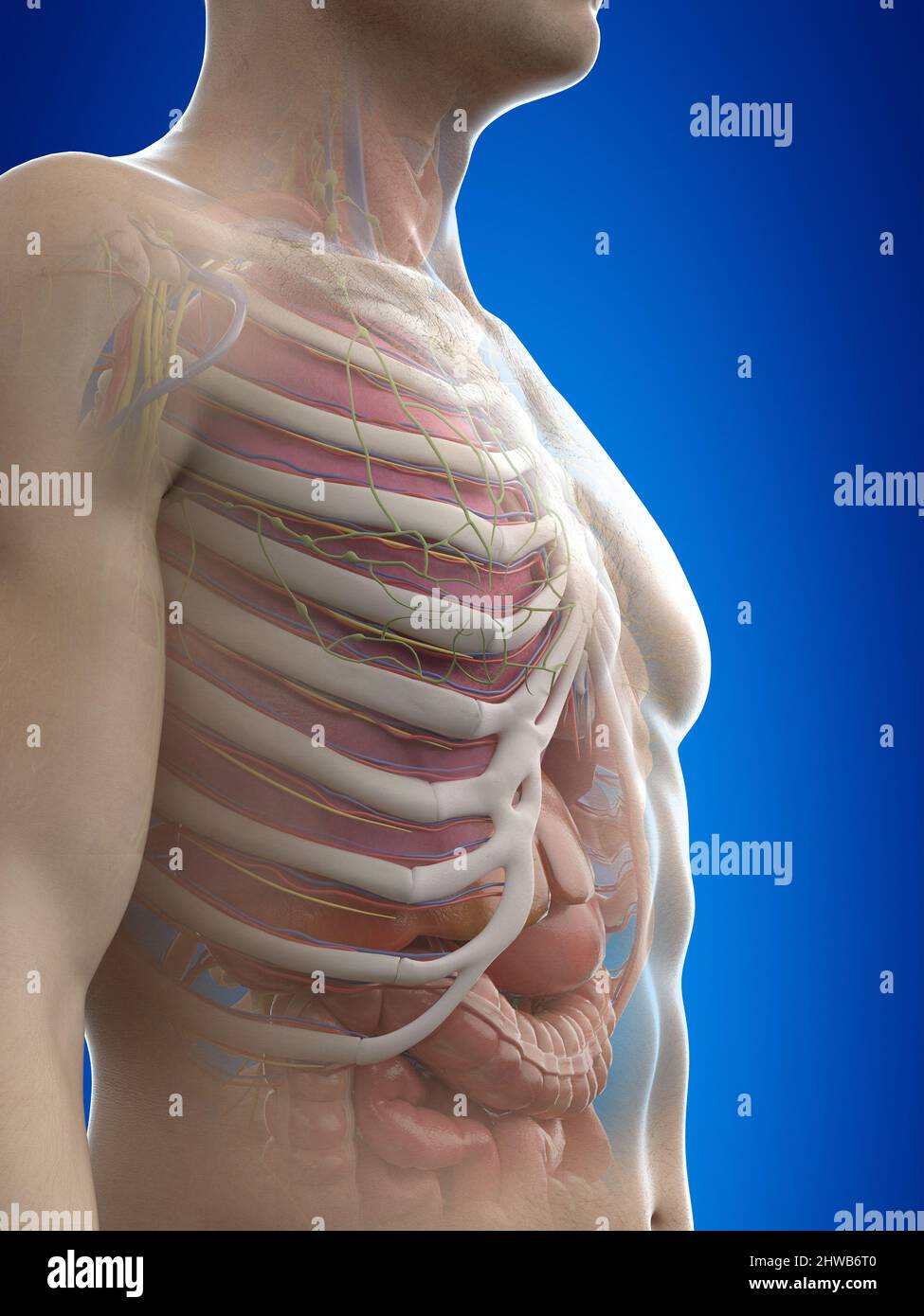 Human anatomy, illustration Stock Photo - Alamy