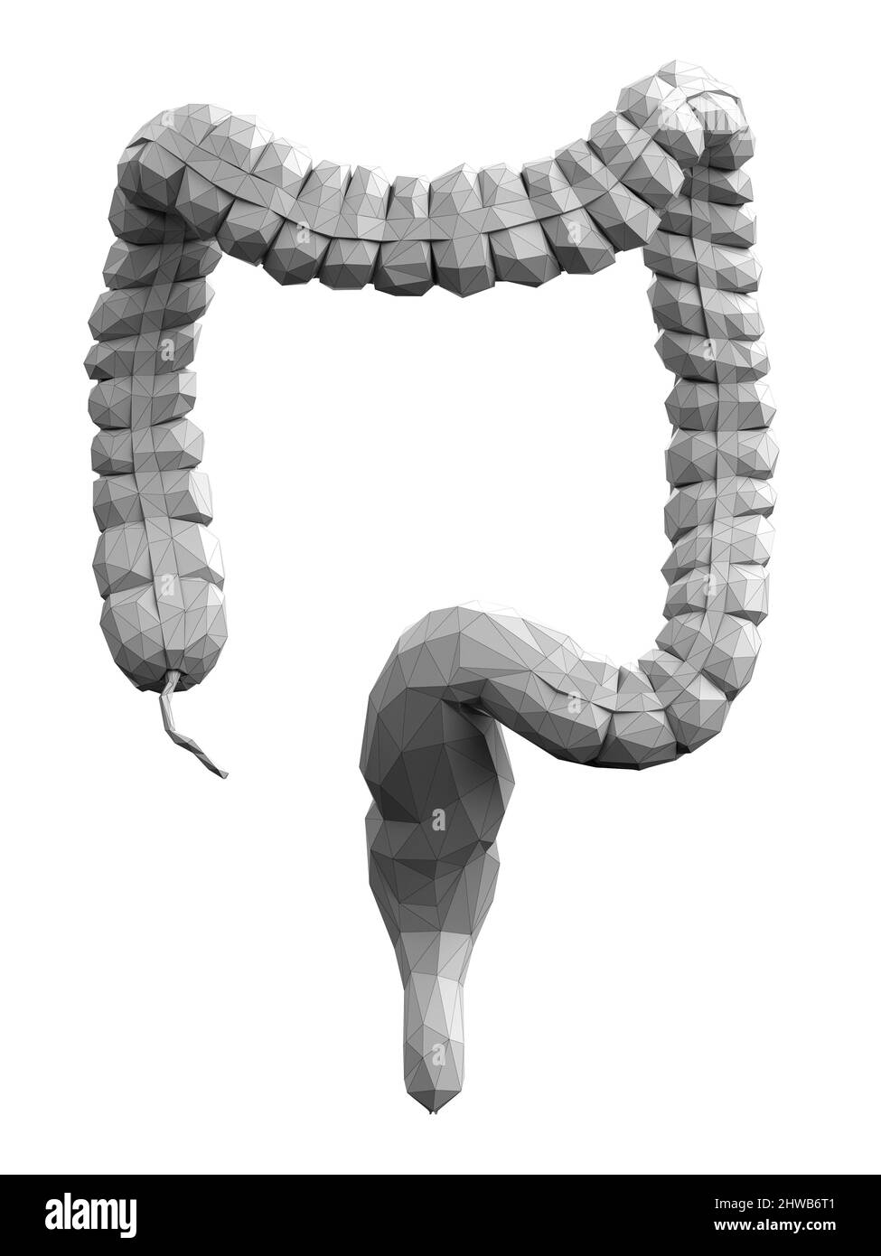 Colon, abstract illustration Stock Photo - Alamy