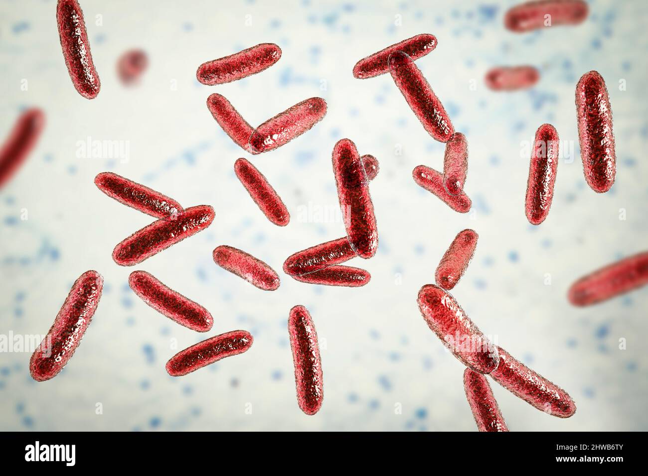 Citrobacter bacteria, illustration Stock Photo - Alamy