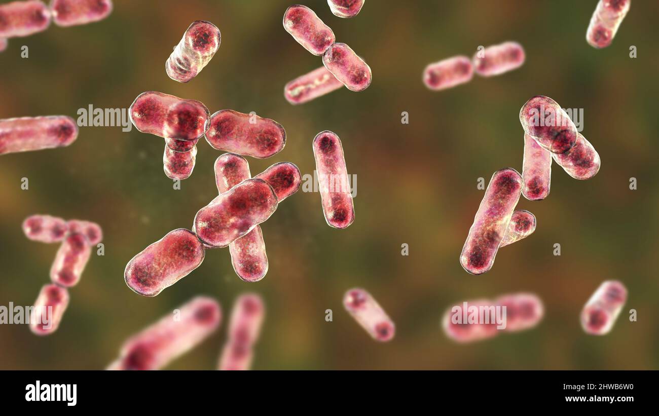 Bacteroides sp. bacteria, illustration Stock Photo Alamy