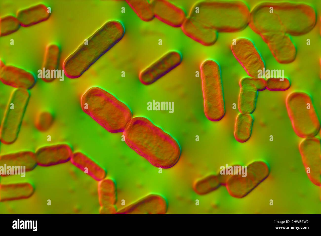 Bacteroides sp. bacteria, illustration Stock Photo - Alamy