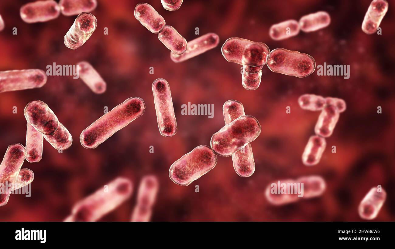 Bacteroides sp. bacteria, illustration Stock Photo - Alamy