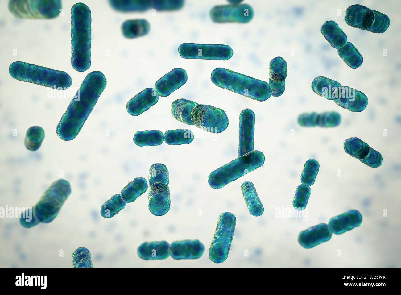 Bacteroides sp. bacteria, illustration Stock Photo - Alamy