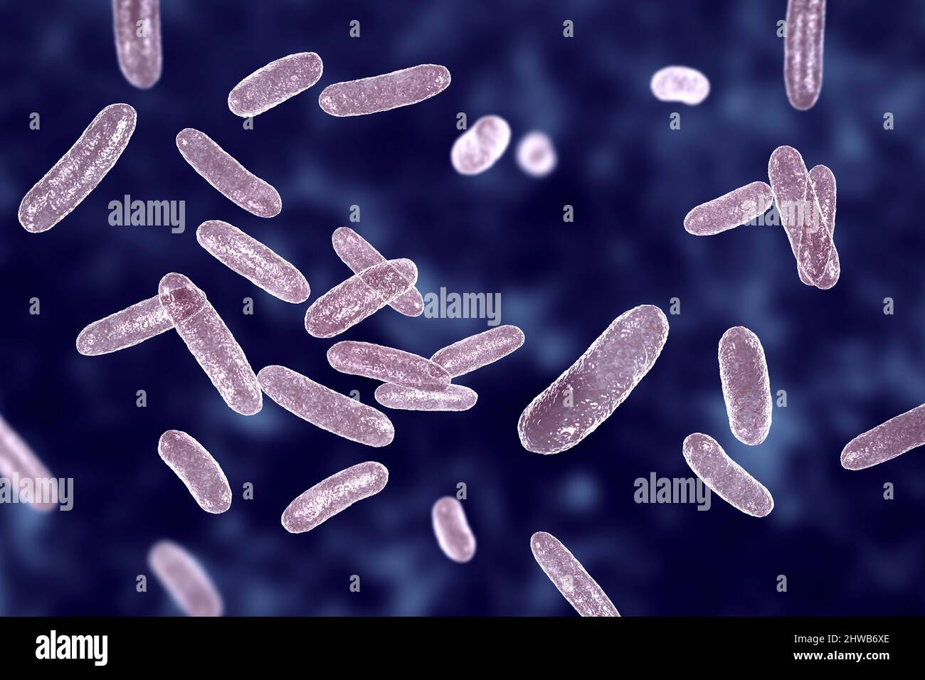 Citrobacter bacteria, illustration Stock Photo Alamy