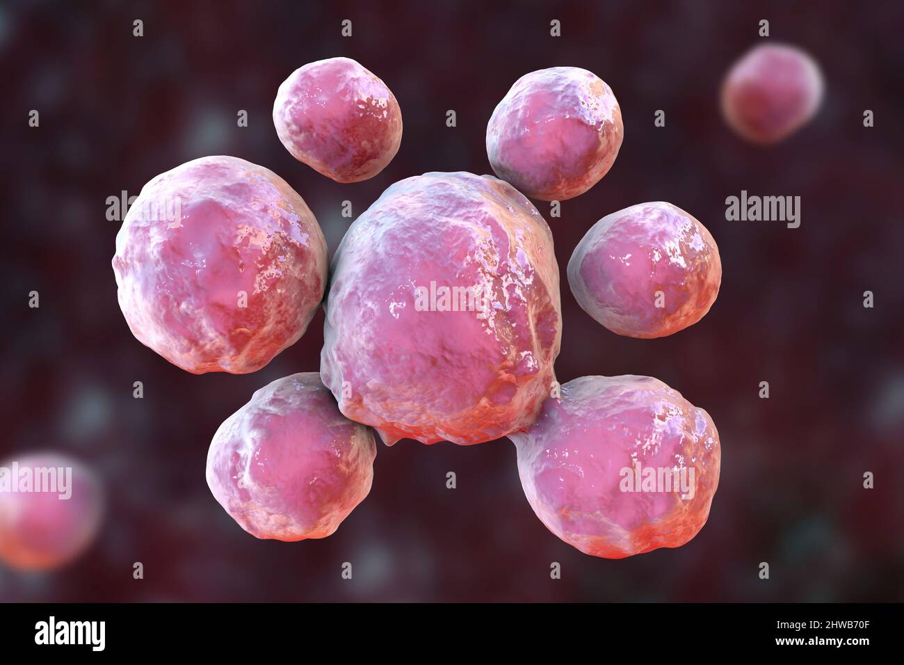 Fungi Paracoccidioides lutzii, illustration Stock Photo - Alamy