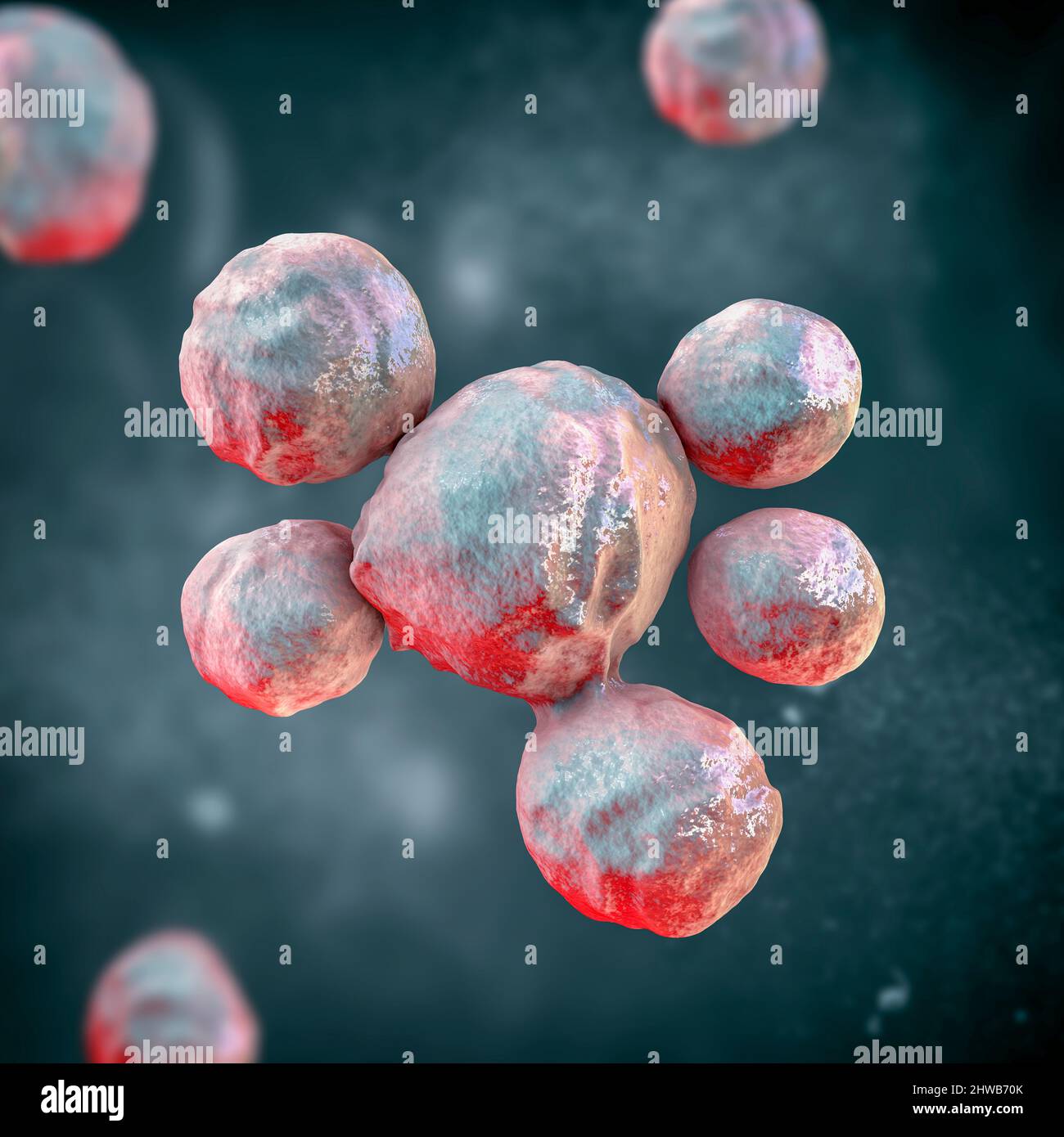 Fungi Paracoccidioides lutzii, illustration Stock Photo - Alamy
