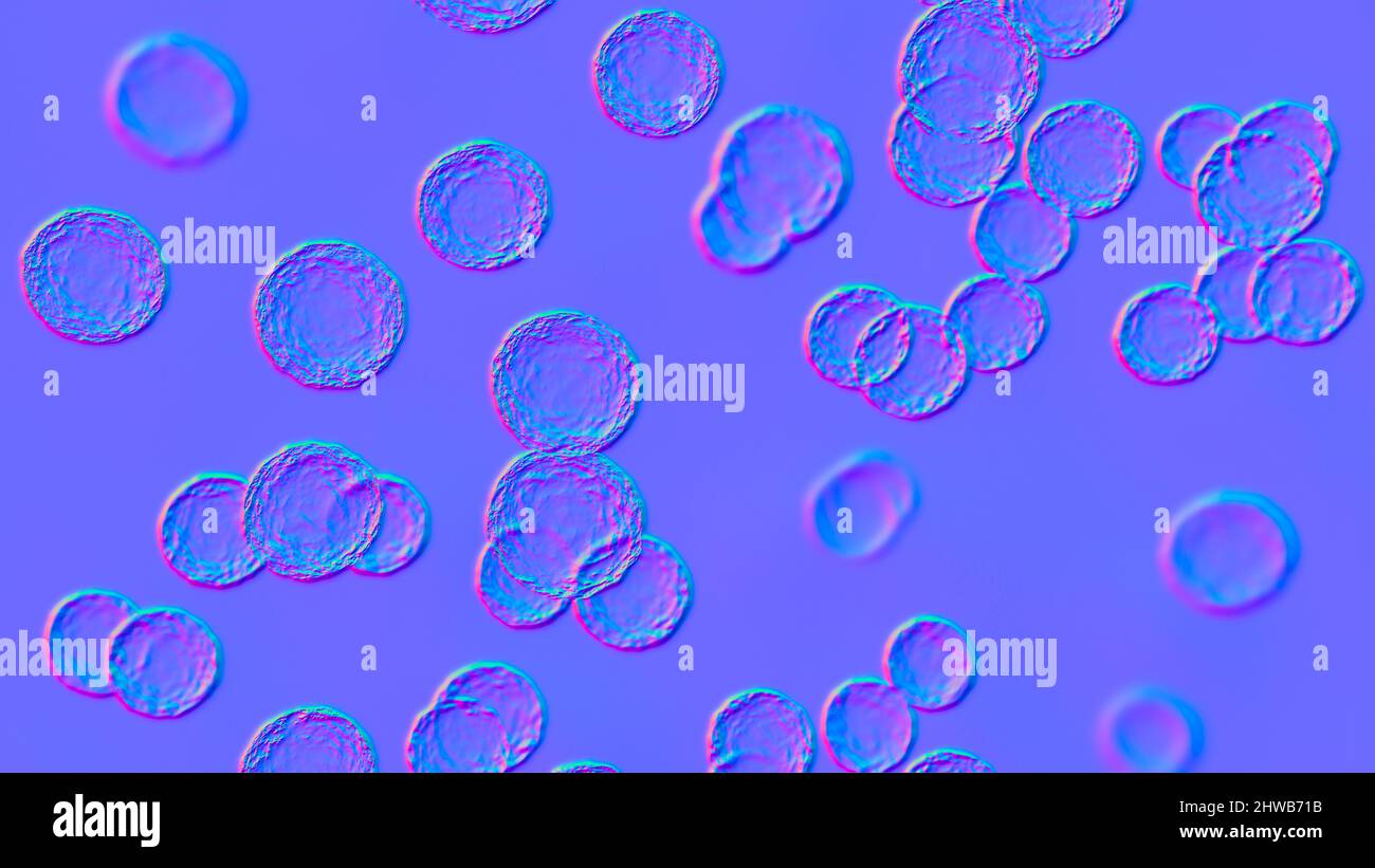 Pediococcus bacteria, illustration Stock Photo