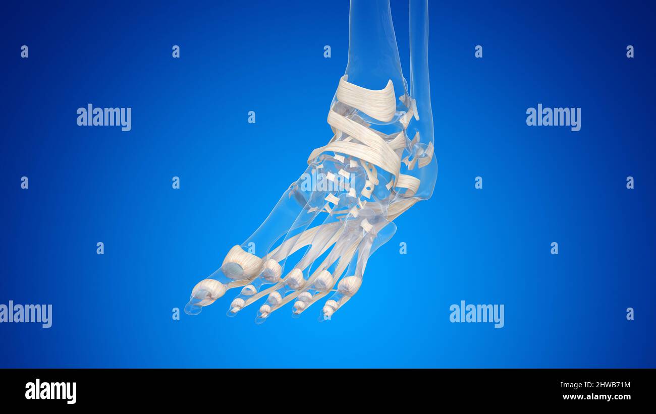 Ligaments of the foot, illustration Stock Photo - Alamy