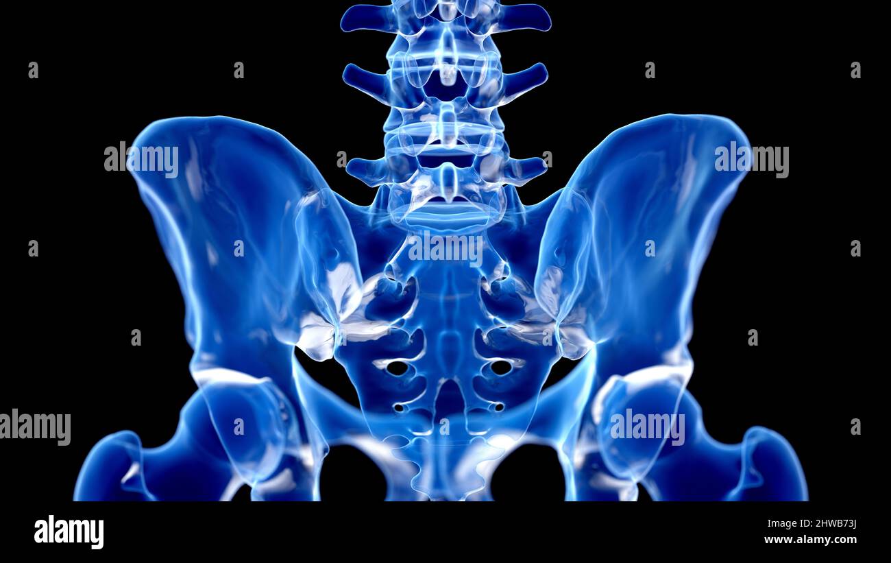 Hip bone, illustration Stock Photo