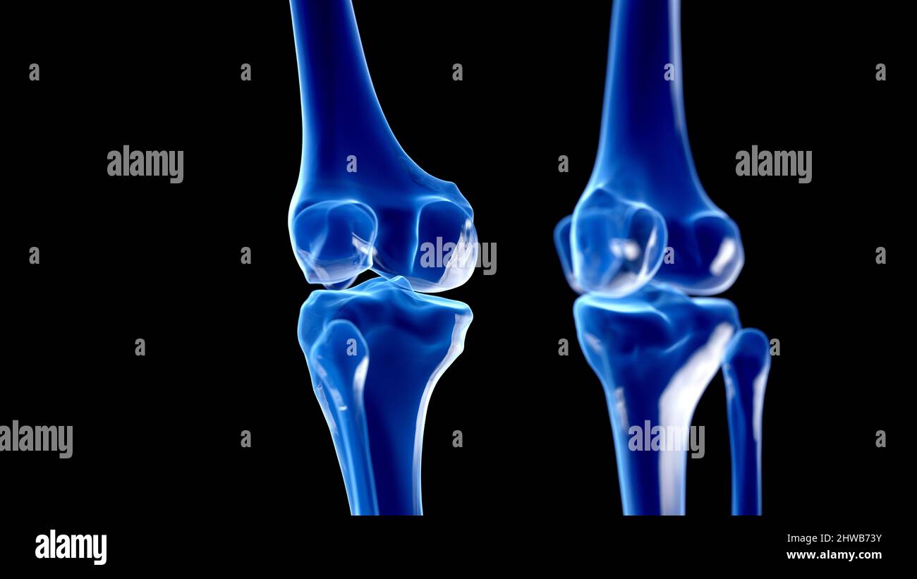 Knee joints, illustration Stock Photo Alamy
