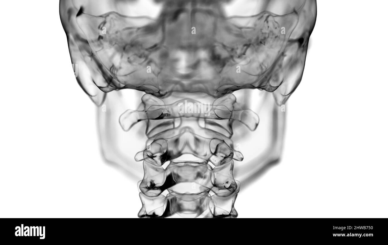 Atlas vertebrae, illustration Stock Photo Alamy