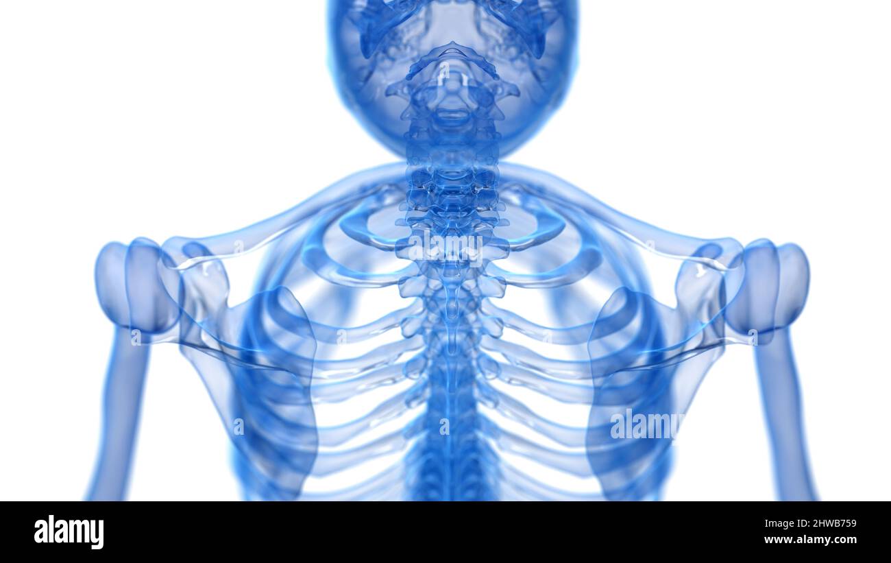 Bones of the neck, illustration Stock Photo Alamy
