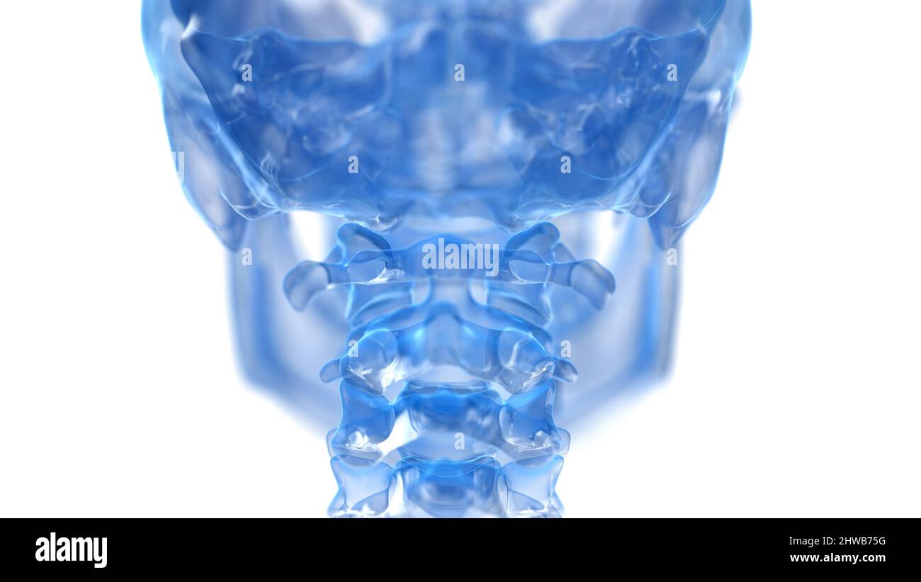 Atlas bone, illustration Stock Photo - Alamy