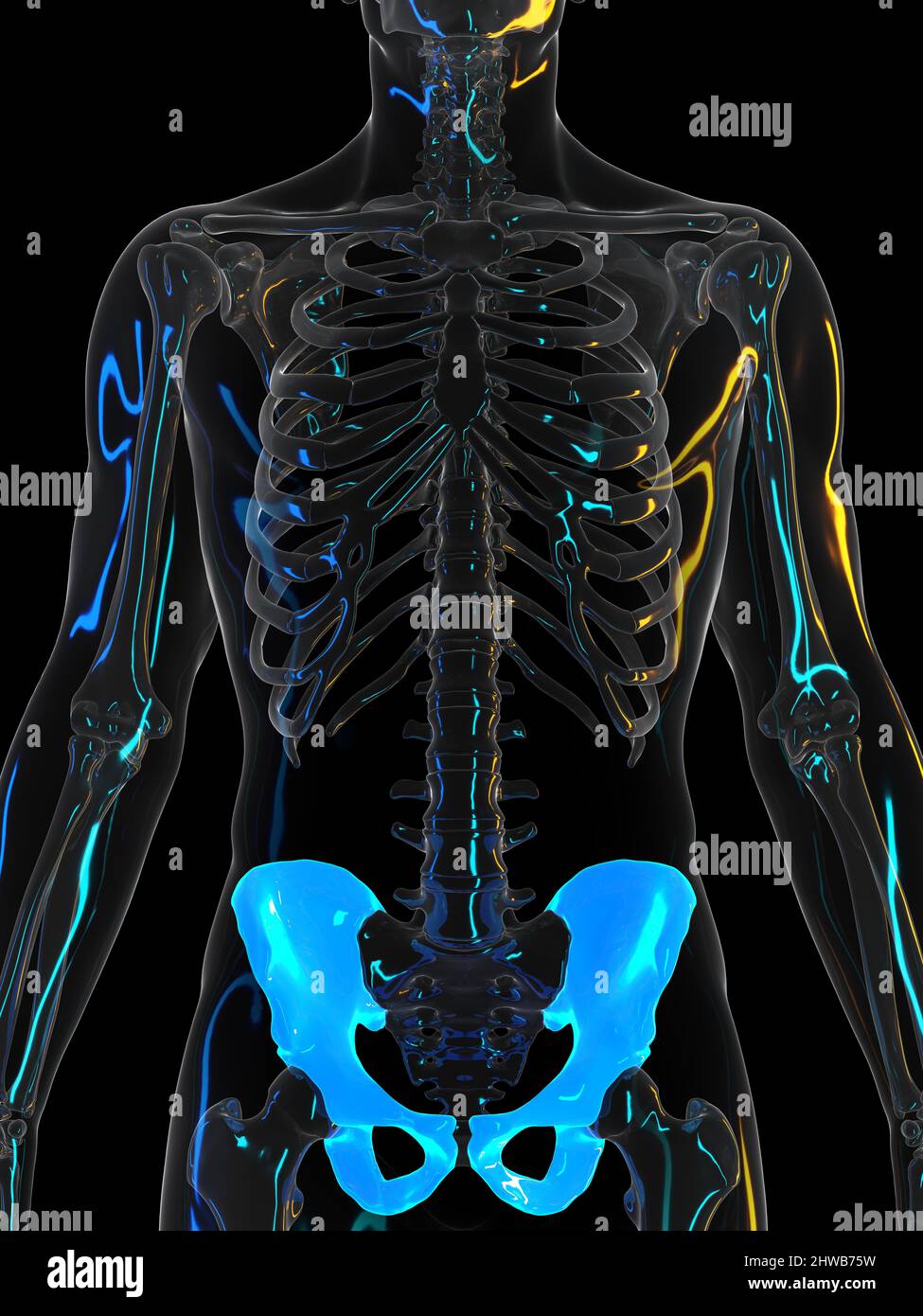 Human hip bones hi-res stock photography and images - Alamy