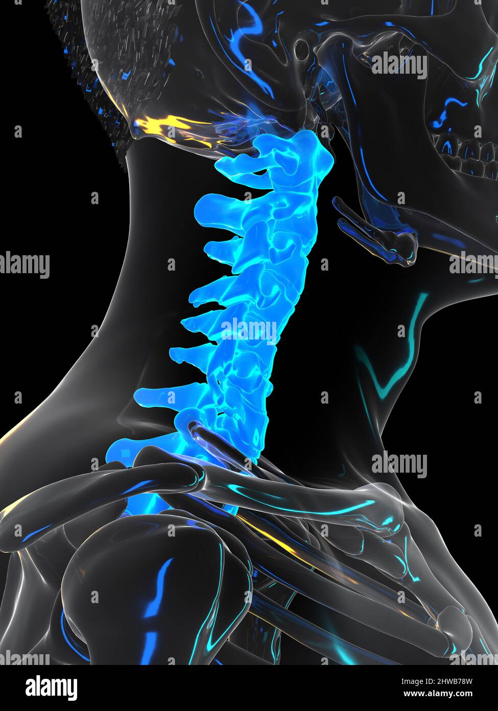 Cervical spine, illustration Stock Photo - Alamy