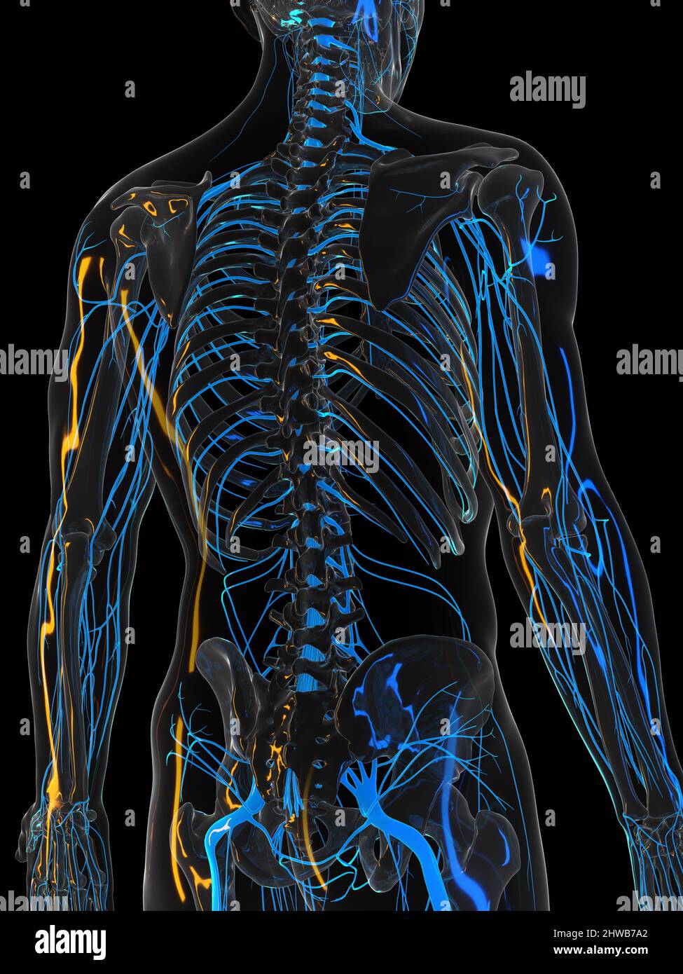 Nervous System Illustration Stock Photo Alamy