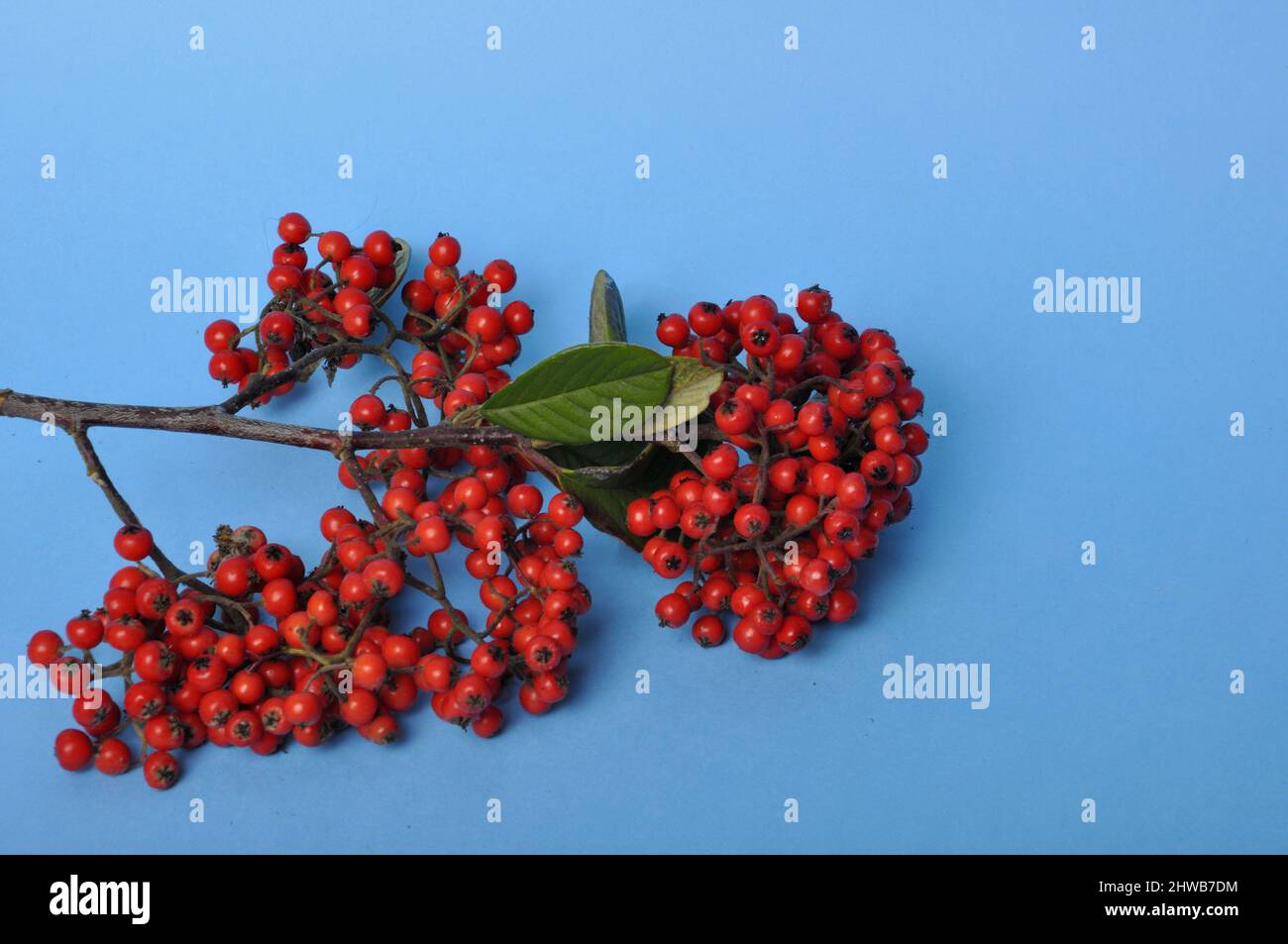 Cotoneaster fruit on a blue background Stock Photo