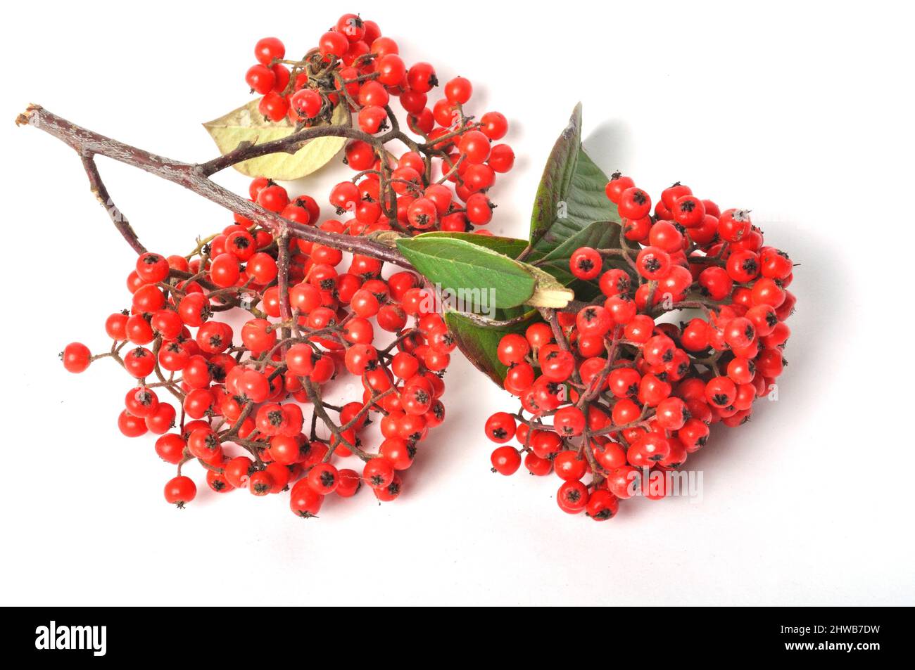 Cotoneaster fruit on a white background Stock Photo